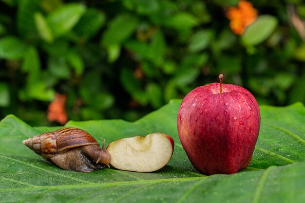 elephant apple
