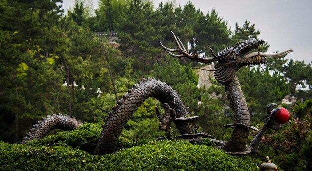 dragon garden