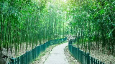 bamboo garden