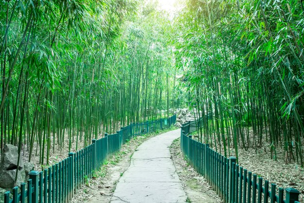 bamboo garden